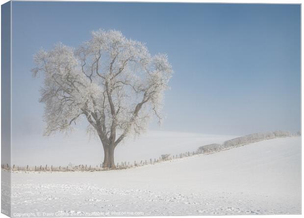 Tree in snow covered farmland in low lying mist, Scottish Borders  Canvas Print by Dave Collins
