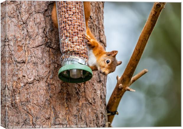 Red Squirrel on a peanut bird feeder Canvas Print by Dave Collins