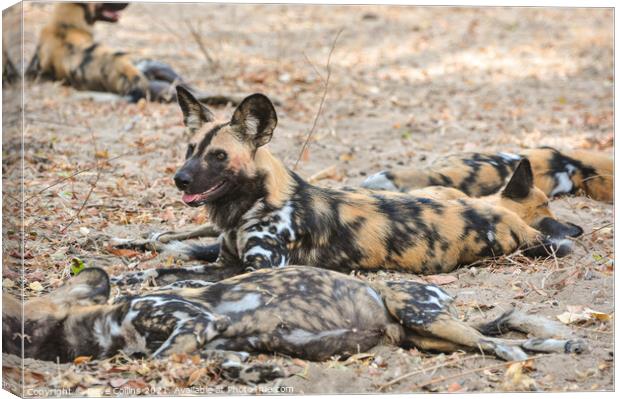 African Hunting Dogs, Resting after after hunt in the Selous Game Reserve, Tanzania Canvas Print by Dave Collins