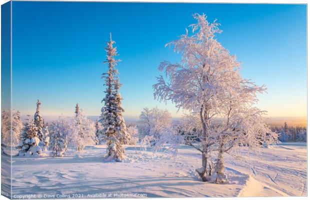 snow and frost covered trees, Lapland, Finland Canvas Print by Dave Collins