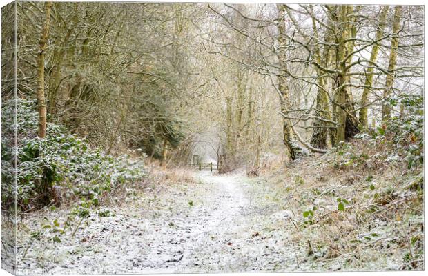 Snow Covered Footpath, Scottish Borders, United Ki Canvas Print by Dave Collins