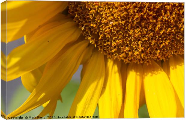 Sunflower  Canvas Print by Mark Perry
