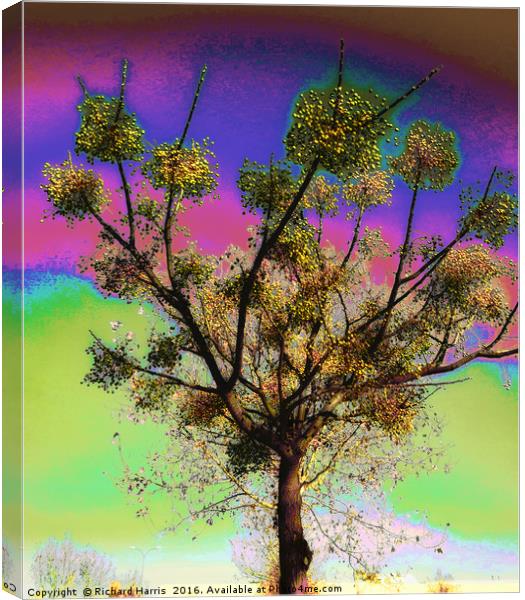 Tree of life Canvas Print by Richard Harris