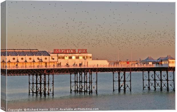 Starlings over Brighton Pier Canvas Print by Richard Harris