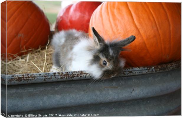 Bunny and Pumpkins Canvas Print by Elliott Strom