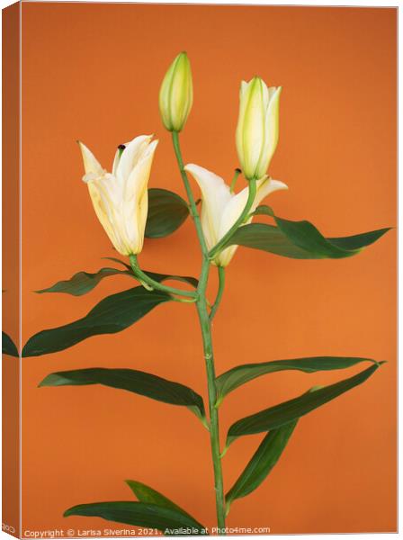 Lily bouquet Canvas Print by Larisa Siverina