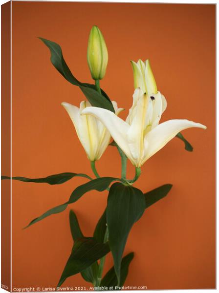 Lily bouquet Canvas Print by Larisa Siverina