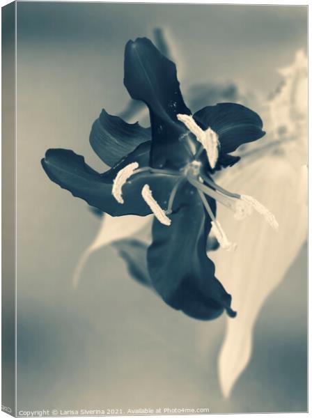 Black lily Canvas Print by Larisa Siverina