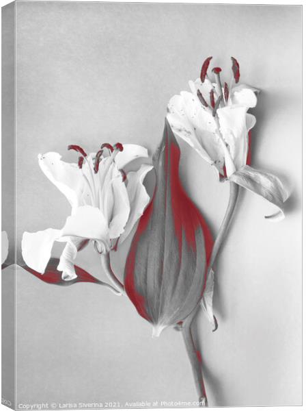 White lily Canvas Print by Larisa Siverina