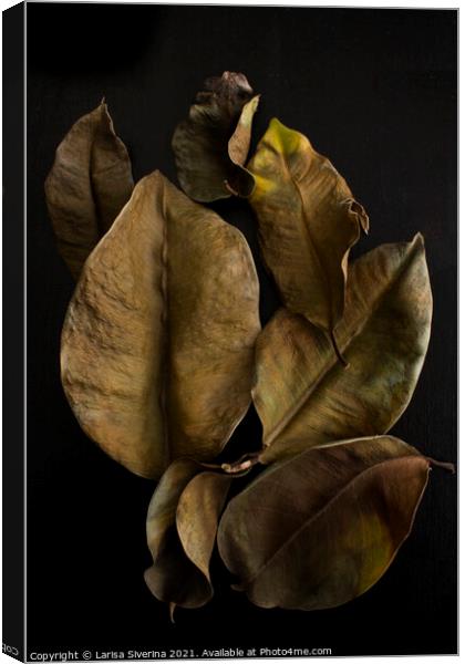 Ficus leaves Canvas Print by Larisa Siverina