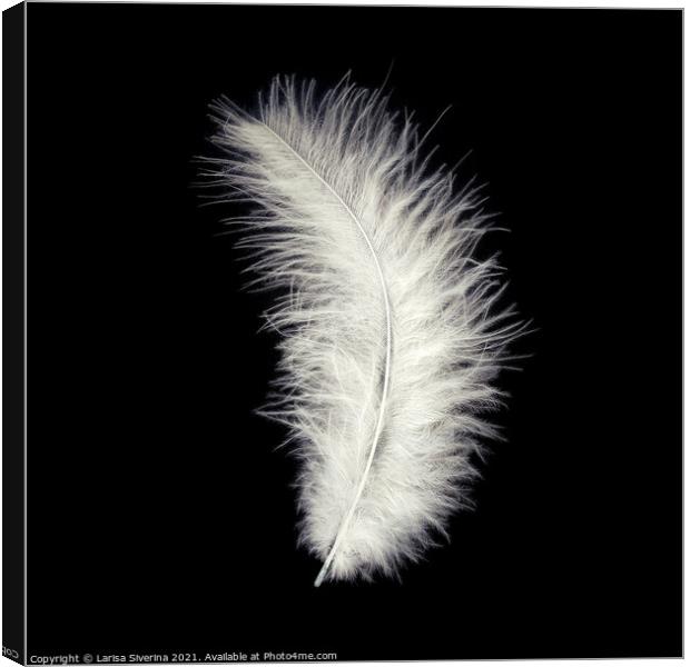 White feather Canvas Print by Larisa Siverina