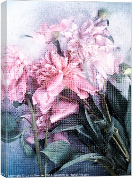 Pink peonies Canvas Print by Larisa Siverina
