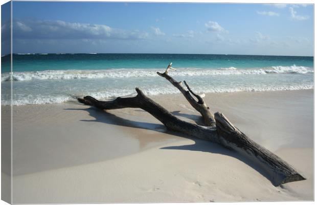 Tree on a beach, Carribean sea, Tulum, Mexico Canvas Print by Larisa Siverina