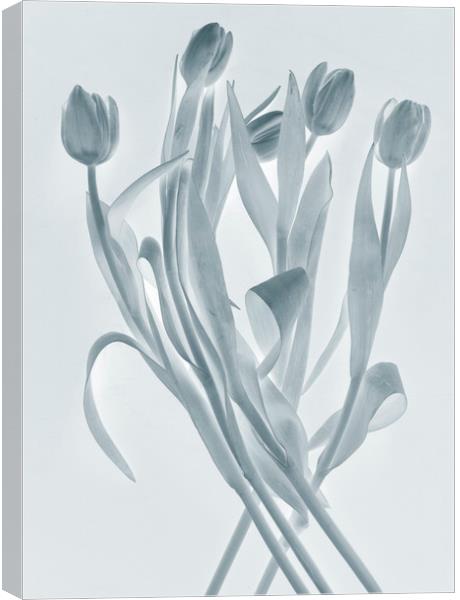 Transparent tulips Canvas Print by Larisa Siverina