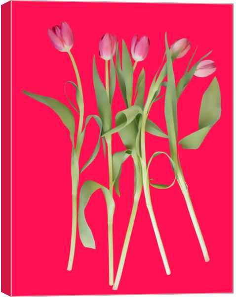 Tulips on pink background Canvas Print by Larisa Siverina