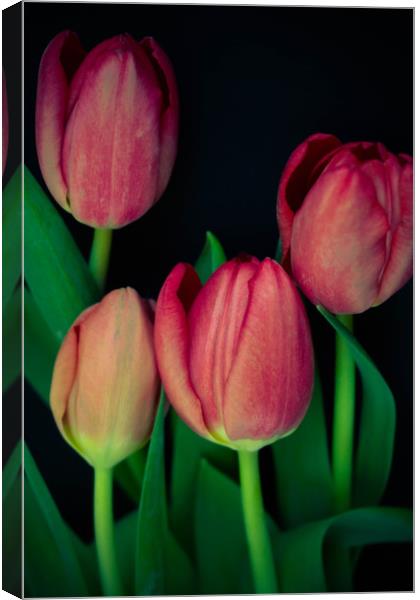 Pink tulips on black background Canvas Print by Larisa Siverina