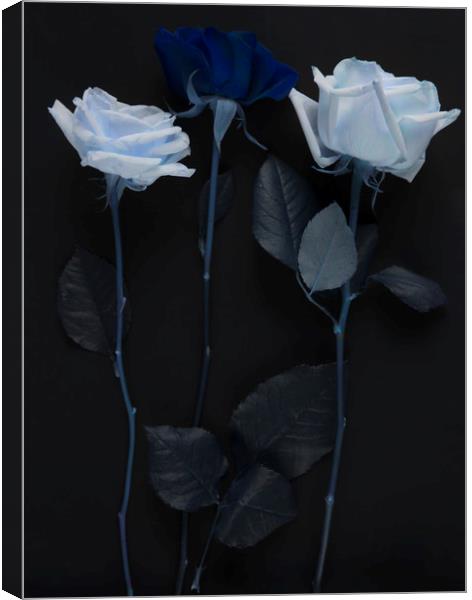 Blue rose bouquet Canvas Print by Larisa Siverina