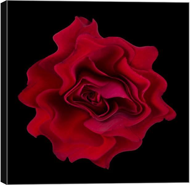 Abstract red rose Canvas Print by Larisa Siverina