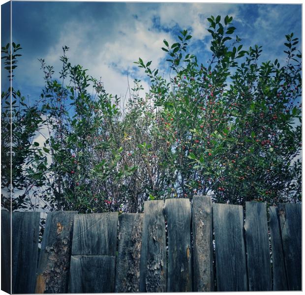 Wood fence Canvas Print by Larisa Siverina