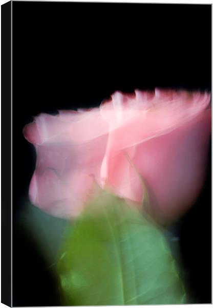 Rose in motion Canvas Print by Larisa Siverina