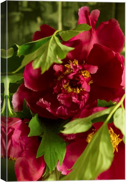 Petals Big beautiful pink peony. Canvas Print by Larisa Siverina