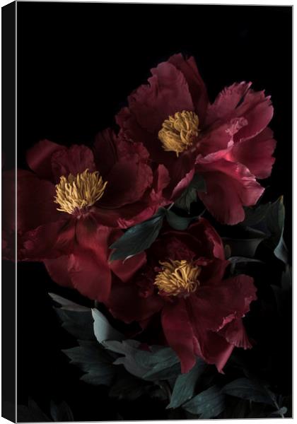 red flower peony macro bokeh background   Canvas Print by Larisa Siverina