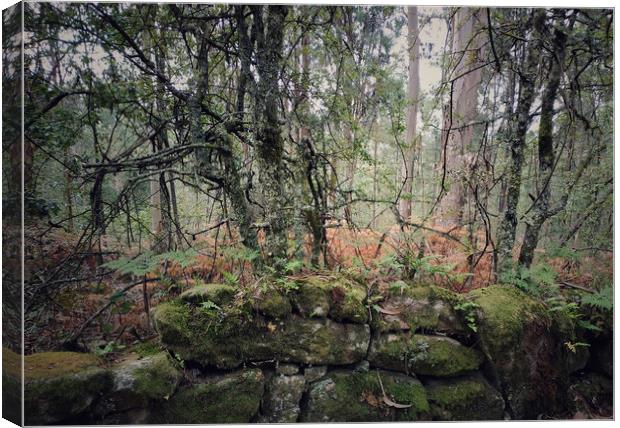 Galicia forest Canvas Print by Larisa Siverina