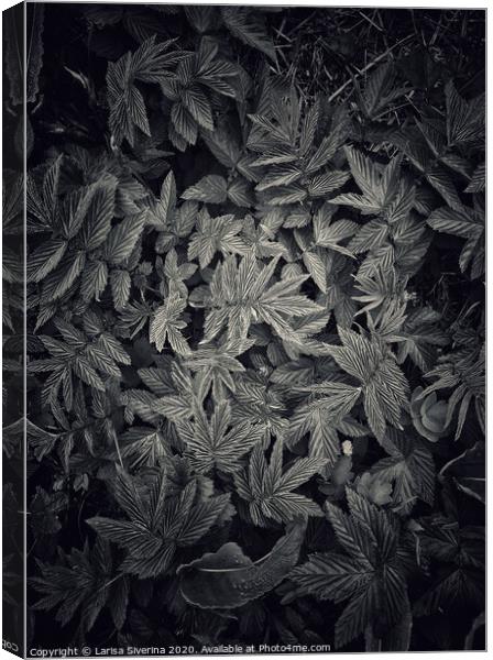 Black leaves Canvas Print by Larisa Siverina