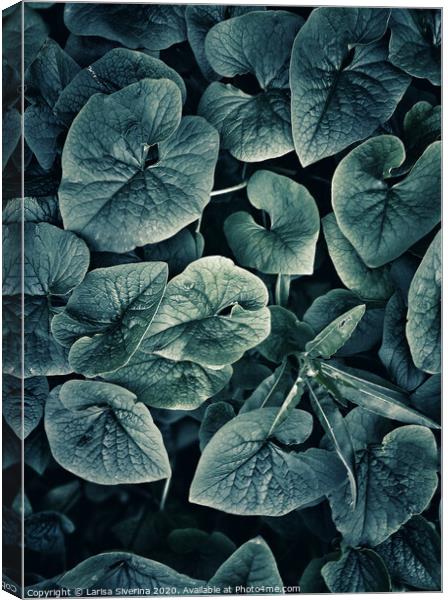 Green leaves Canvas Print by Larisa Siverina