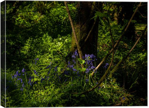 Bluebells in the Forest. Canvas Print by Colin Allen