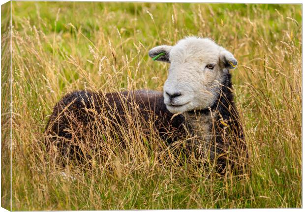 Herdwick Sheep. Canvas Print by Colin Allen