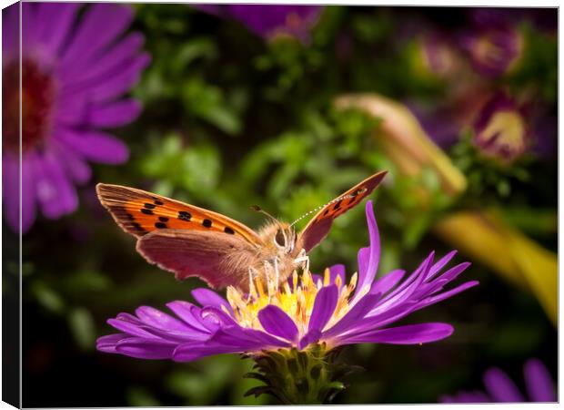 Small Copper Butterfly Canvas Print by Colin Allen
