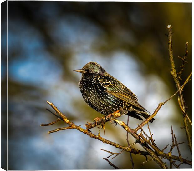 Starling. Canvas Print by Colin Allen