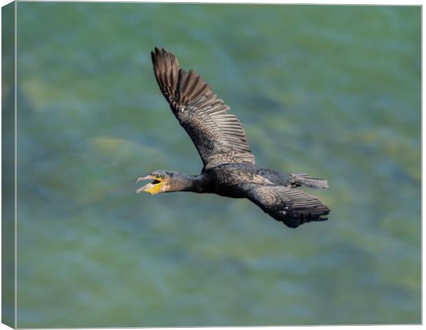 Graceful Flight of the Black Cormorant Canvas Print by Colin Allen