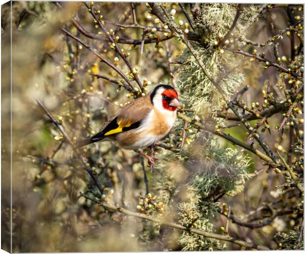 The Beautiful Goldfinch.   Canvas Print by Colin Allen