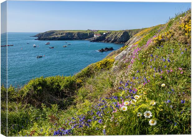 Flowers on the Cliffs of St Justinian's, Wales. Canvas Print by Colin Allen