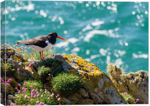 Vibrant Oystercatcher by the Sea Canvas Print by Colin Allen