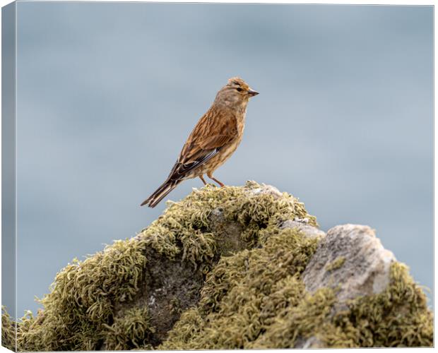 Linnet Canvas Print by Colin Allen