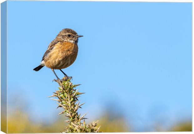  Vibrant Stonechat  Canvas Print by Colin Allen