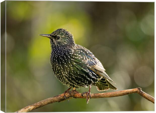 Starling Canvas Print by Colin Allen