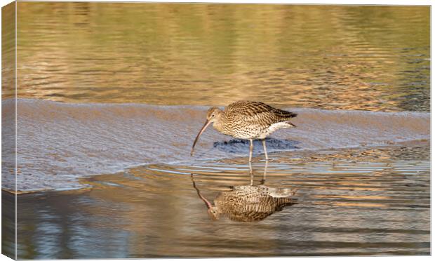 Curlew in Golden Sunlight. Canvas Print by Colin Allen
