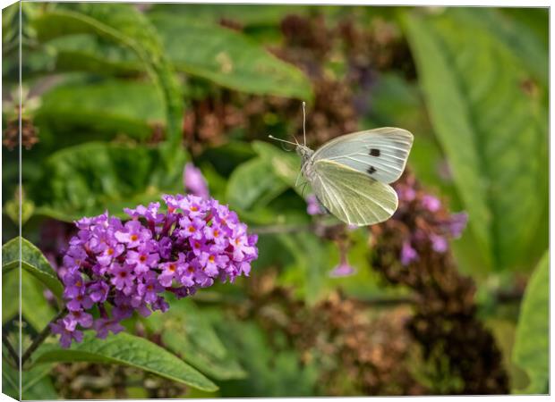 Large White Butterfly in Flight Canvas Print by Colin Allen