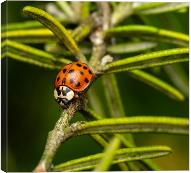 The Eighteen Spotted Ladybird. Canvas Print by Colin Allen