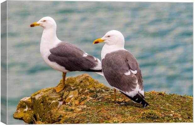 A Pair of Lesser Black Backed Gulls Canvas Print by Colin Allen