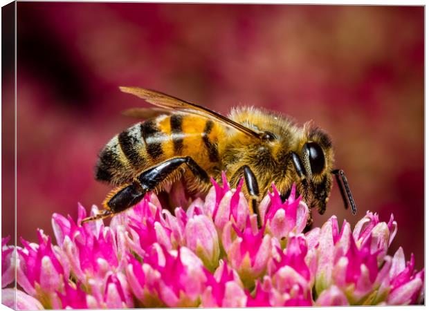 Honey Bee at Work Canvas Print by Colin Allen