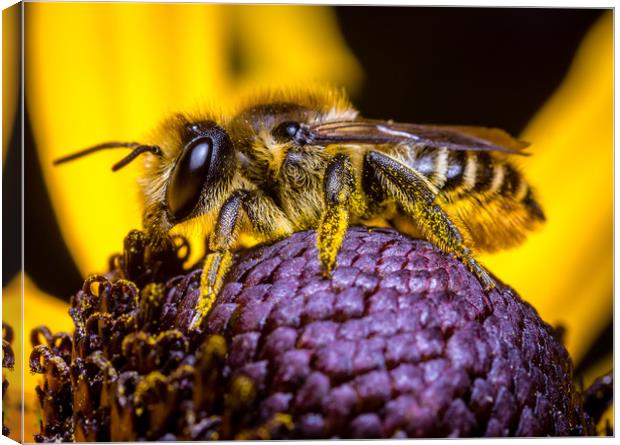  Honey Bee collecting  Pollen. Canvas Print by Colin Allen
