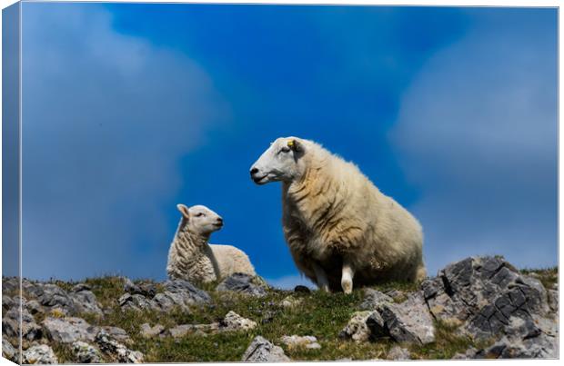 Sheep - Mother and Baby Lamb. Canvas Print by Colin Allen