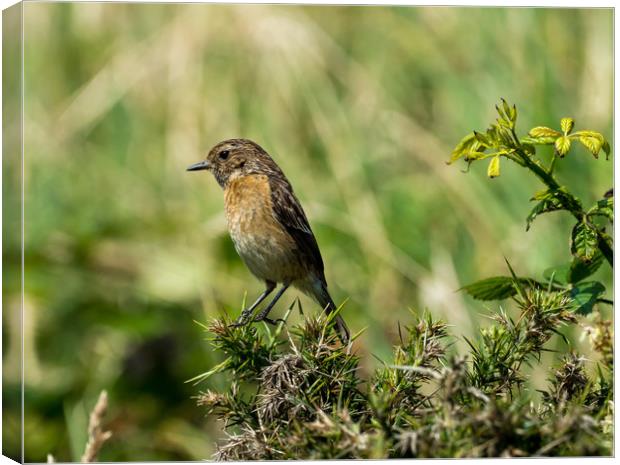 Stonechat - Female Canvas Print by Colin Allen