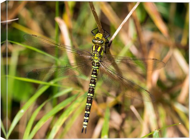Southern Hawker Dragonfly Canvas Print by Colin Allen