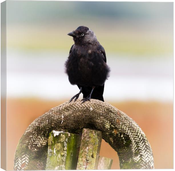 Jackdaw on the Shore. Canvas Print by Colin Allen